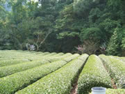 茶畑の風景　イメージ