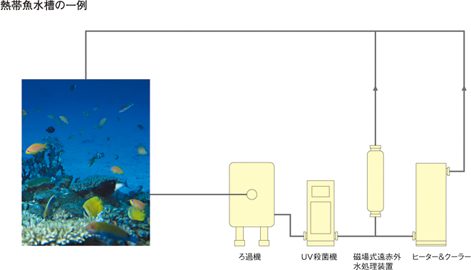 熱帯魚水槽の一例